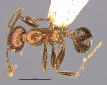 Media type: image;   Entomology 29033 Aspect: habitus dorsal view